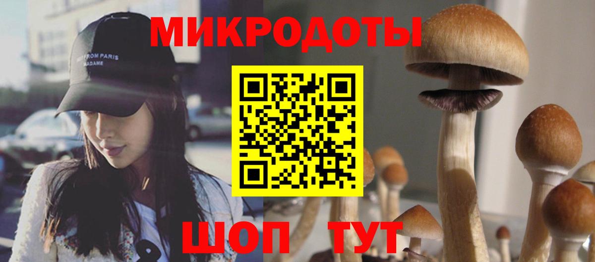 где купить наркоту  Галлюциногенные грибы Psilocybe  Вход с VPN  Псилоцибиновые грибы мухоморы  Сертолово 